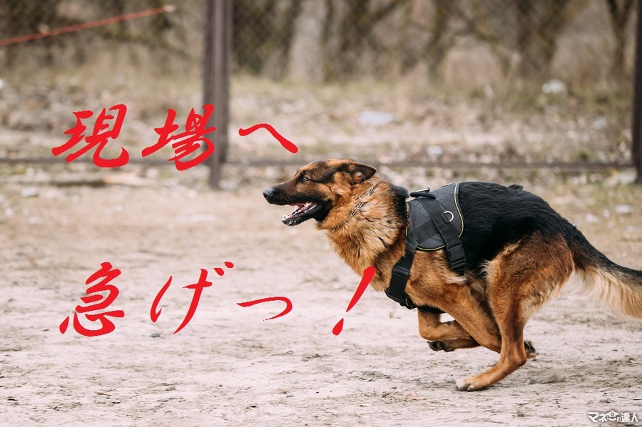 <p>Fast running German Shepherd Dog at training. Alsatian Wolf Dog. GSD.</p>