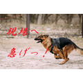 <p>Fast running German Shepherd Dog at training. Alsatian Wolf Dog. GSD.</p>