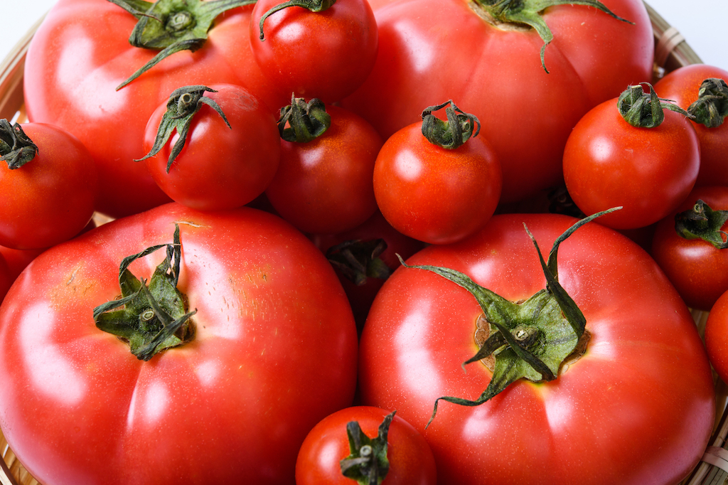 トマトの人気ランキング