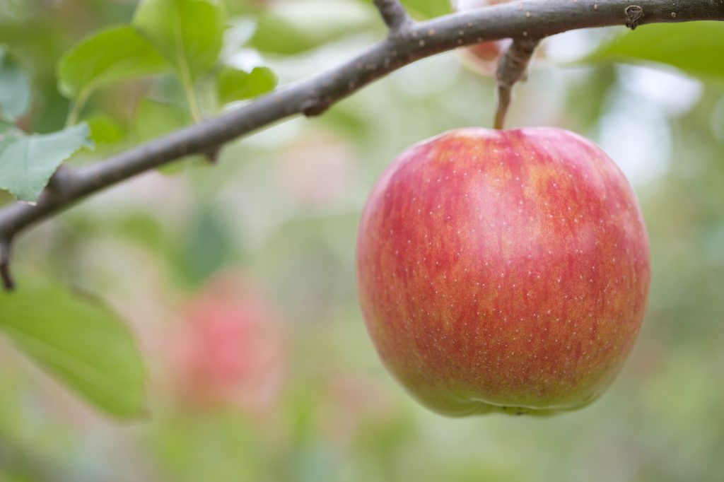 ふるさと納税「りんご・梨」の人気ランキング！おすすめの「りんご・梨」定番返礼品をチェック ふるさと納税の達人2021