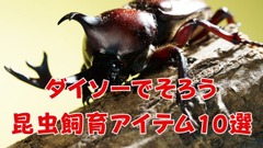 捕まえちゃいましたか…最低限の昆虫飼育セットならダイソーで440円！虫取りあみから昆虫ゼリー、臭い取りまで…おすすめ10選 画像