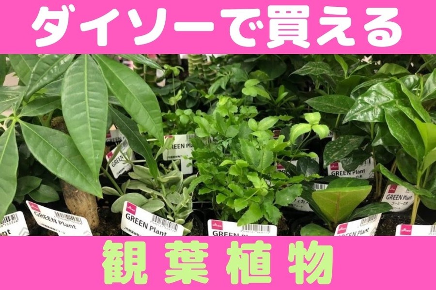ダイソーで買える観葉植物