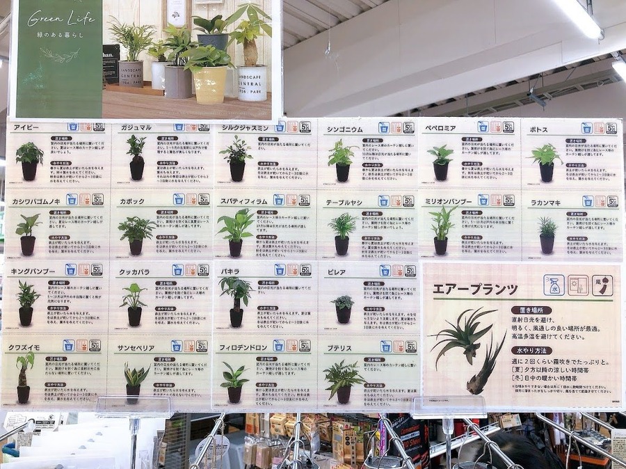 観葉植物