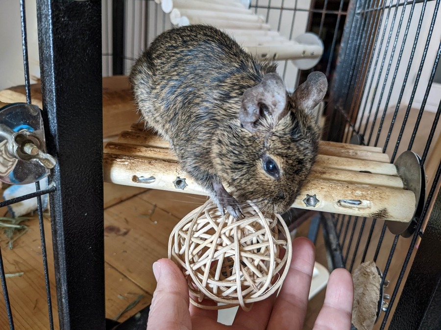 100均の小動物グッズは使えるか　わが家のデグーで試しました