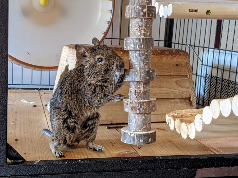 100均の小動物グッズは使えるか　わが家のデグーで試しました