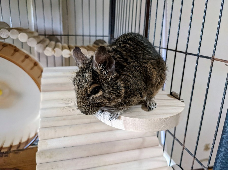 100均の小動物グッズは使えるか　わが家のデグーで試しました