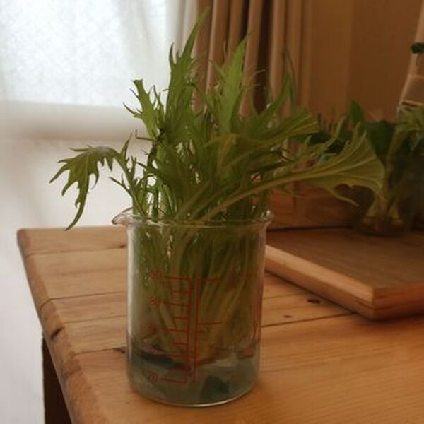 4_水菜育った