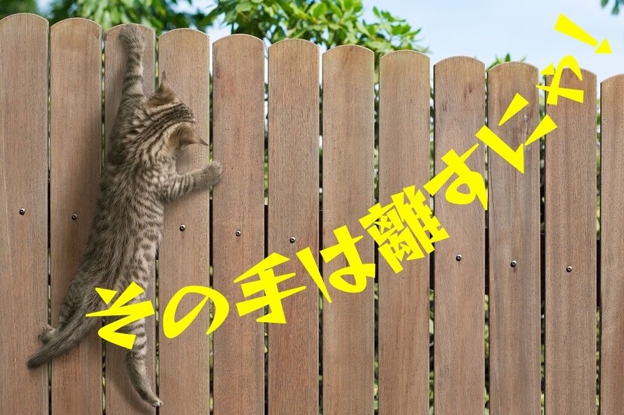 その手は離すにゃ！