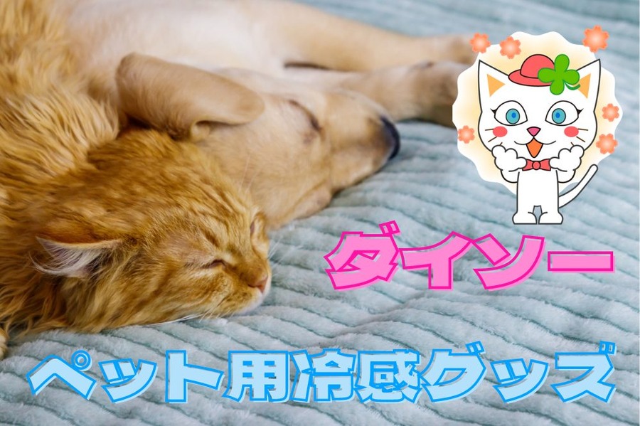 ダイソーペット用冷感グッズ