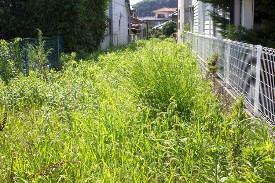 雑草だらけの農地