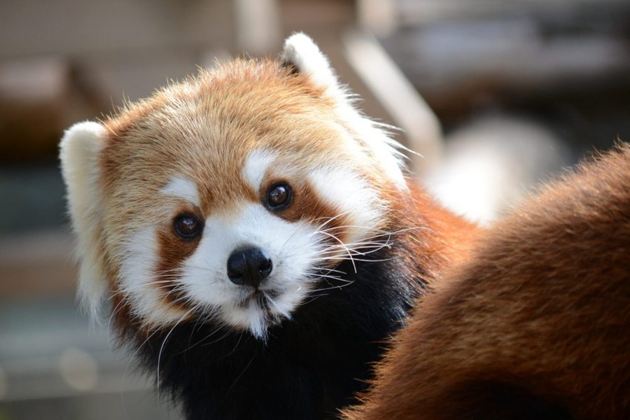 レッサーパンダにも無料で会える