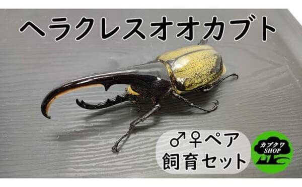 ヘラクレスオオカブトペア飼育セット
