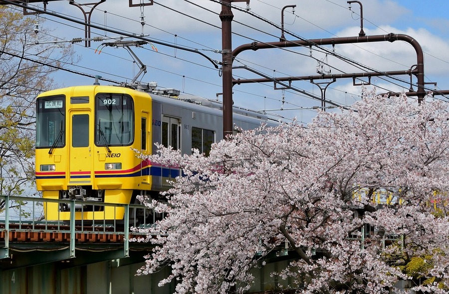 お得に春旅