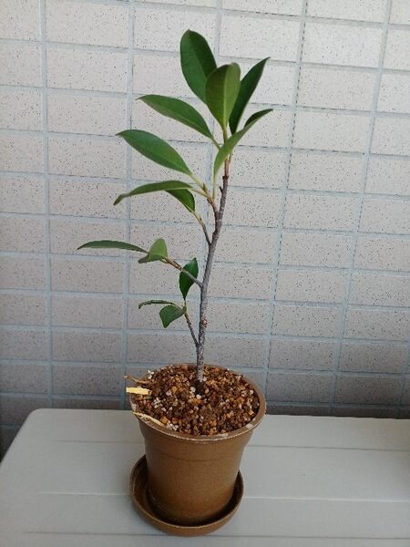 生命力あるガジュマルは挿し木で楽しむ