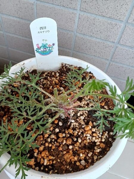 【ワンコインでガーデニング】挿し木から種採取まで　お金をかけずに園芸を楽しむアイデア