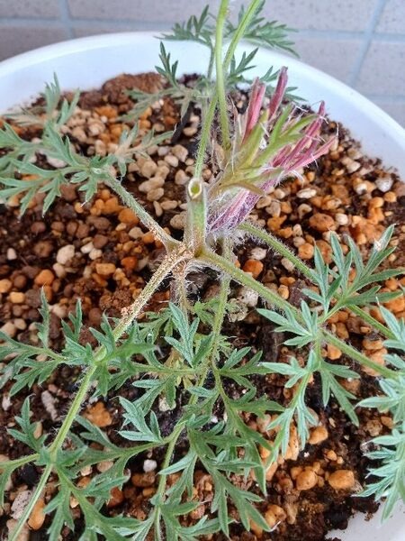 何色の花が咲くか楽しみ