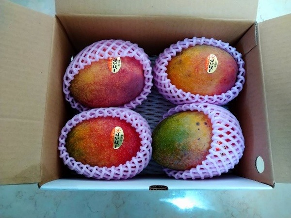 実際に届いたマンゴー