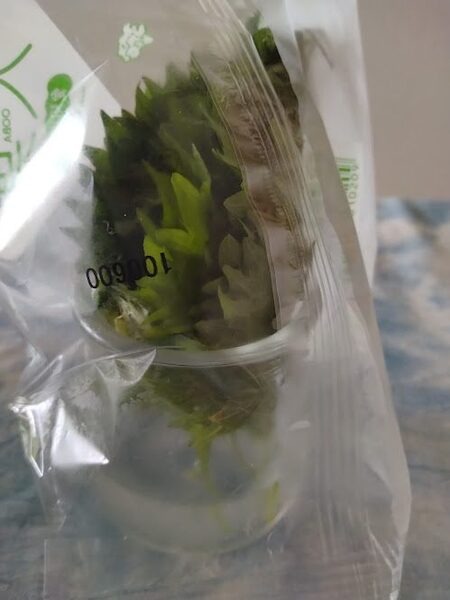 水を少し入れた容器に茎の先端をつけ乾燥を防ぐために袋をかぶせておきます