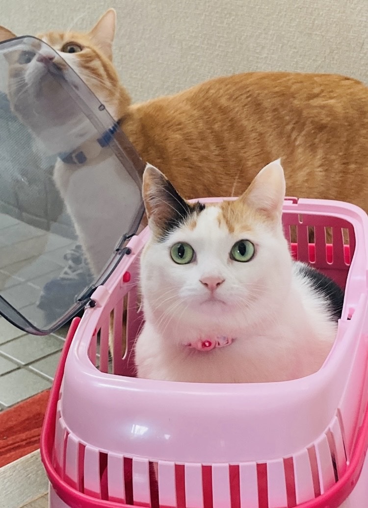 キャンドゥで買える「デジタル計量スプーン(550円)」の使い心地について検証