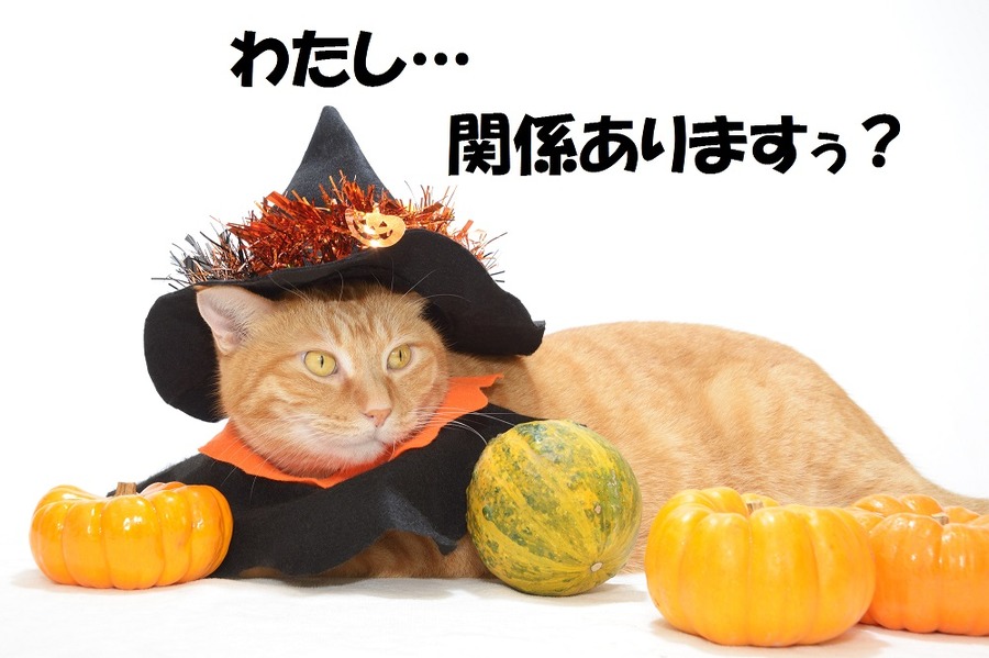 「CATボンド」が密かに人気上昇中　高利回りだけど怪しい金融商品ではありません。　　