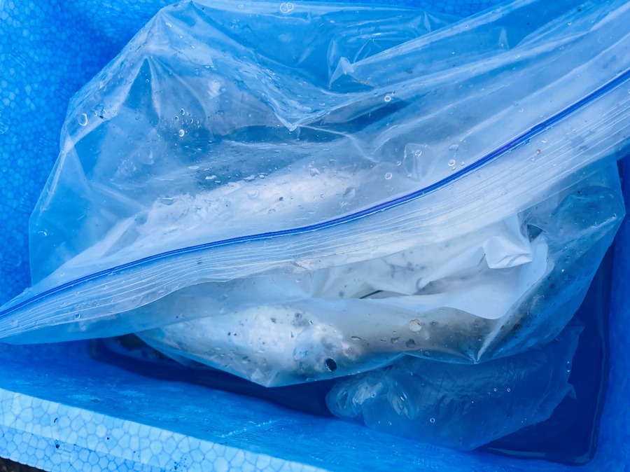 鮮度を保つためにできるだけすぐに締める事が大切