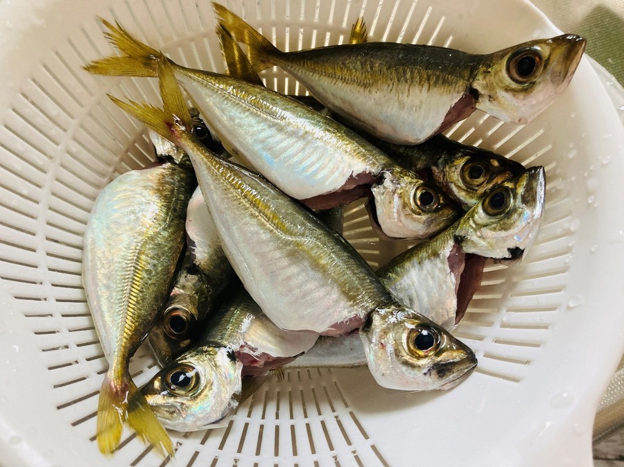 試したことある？「ダイソー」のサビキ仕掛け＆エギで釣りしてみた