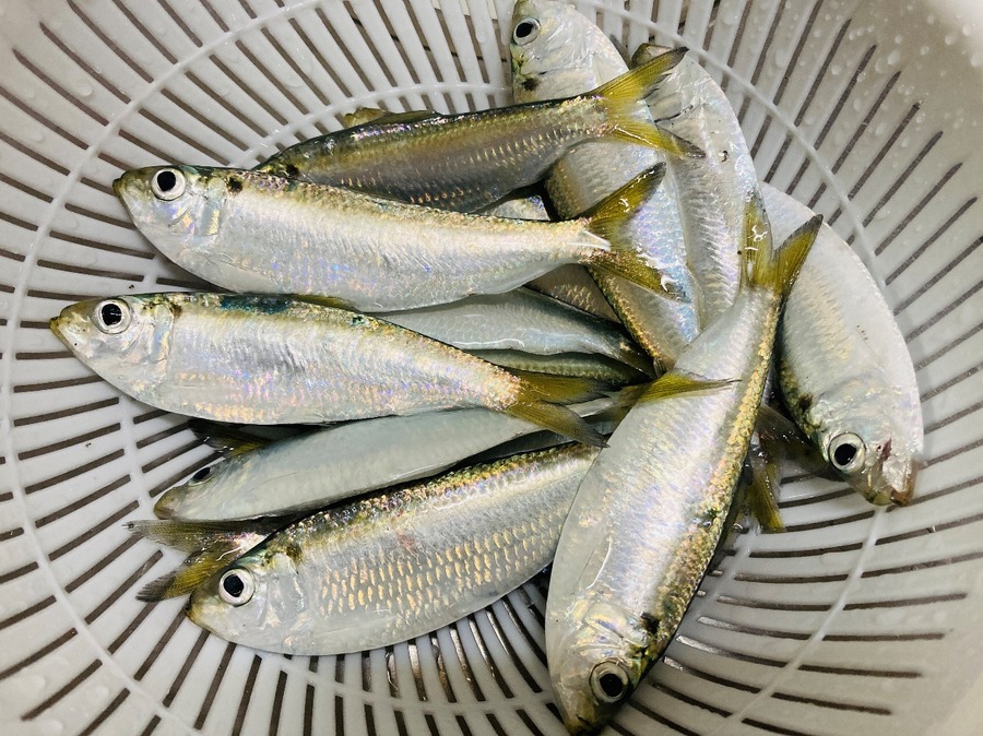 約1時間でサッパというお魚を12～13匹程度釣ることができました