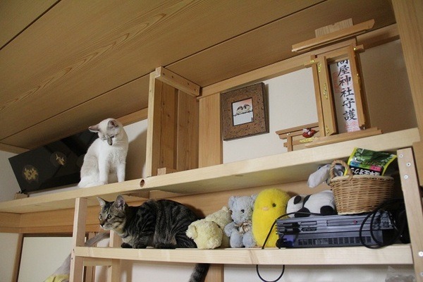 家のサイズに合った「キャットタワー」を自作（DIY）して、費用（1万～数万円）を節約しよう
