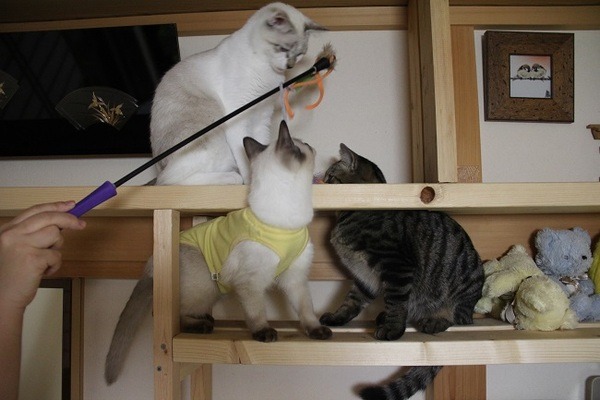 家のサイズに合った「キャットタワー」を自作（DIY）して、費用（1万～数万円）を節約しよう