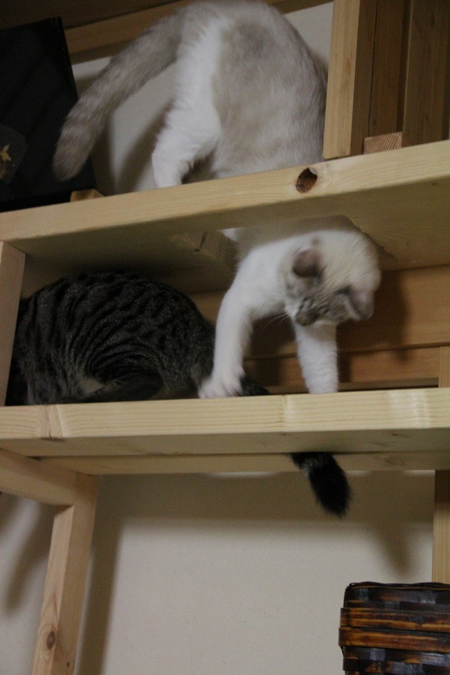家のサイズに合った「キャットタワー」を自作（DIY）して、費用（1万～数万円）を節約しよう