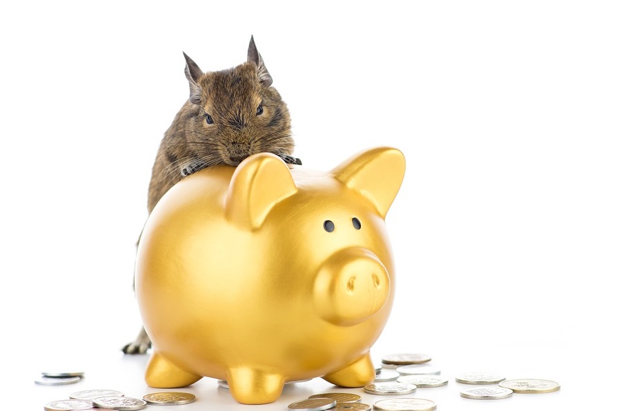 ペットを検討中の方は必見。動物病院の料金をガッツリと調べてみました。