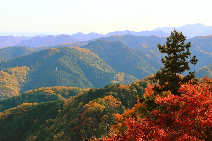 電車で行けちゃう「東京近辺の紅葉スポット」をご紹介