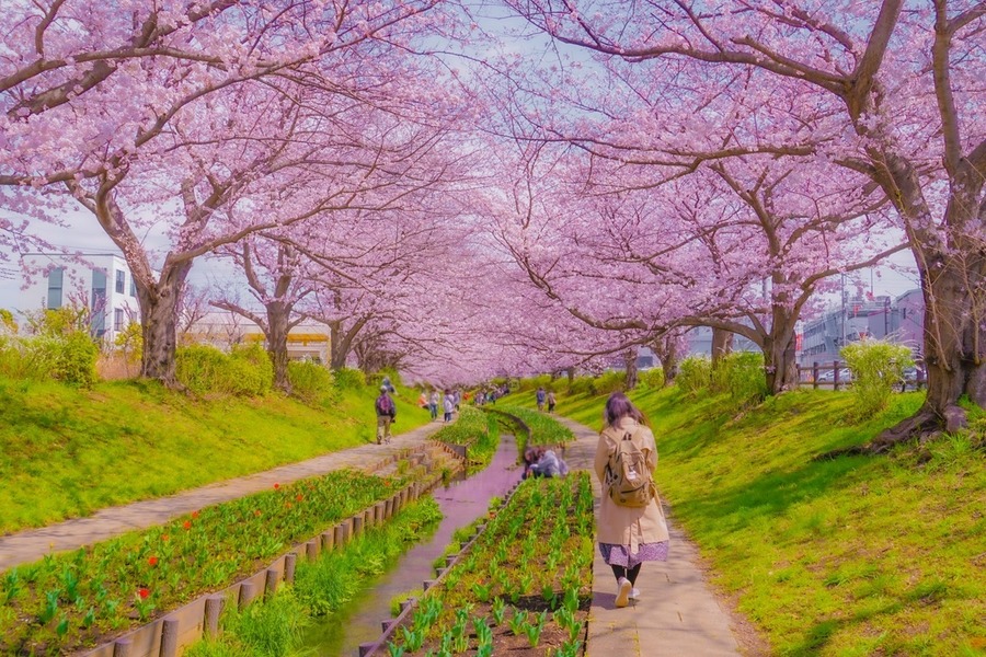 【売り切れ必至】桜の季節がやってくる！お得に楽しめる「お花見ツアー」