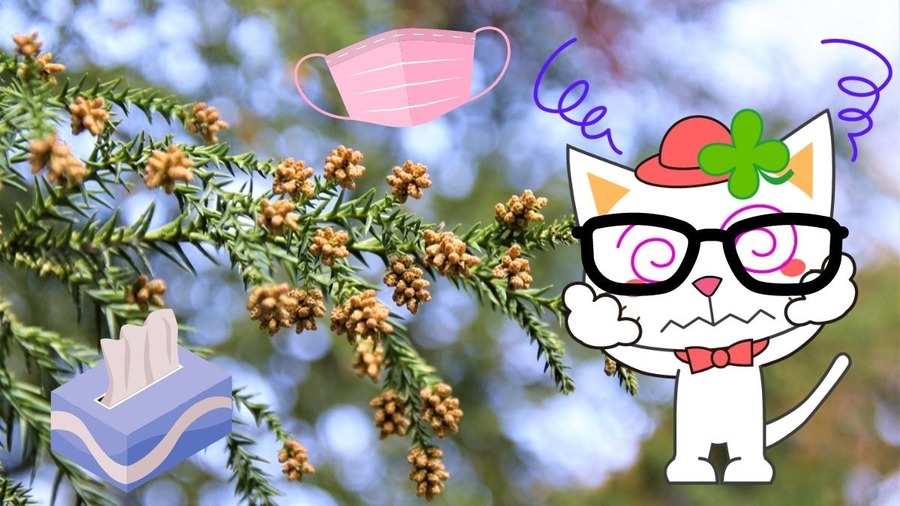 ダイソーの花粉症対策アイテム徹底レビュー！50年花粉症歴のライターが試してみました