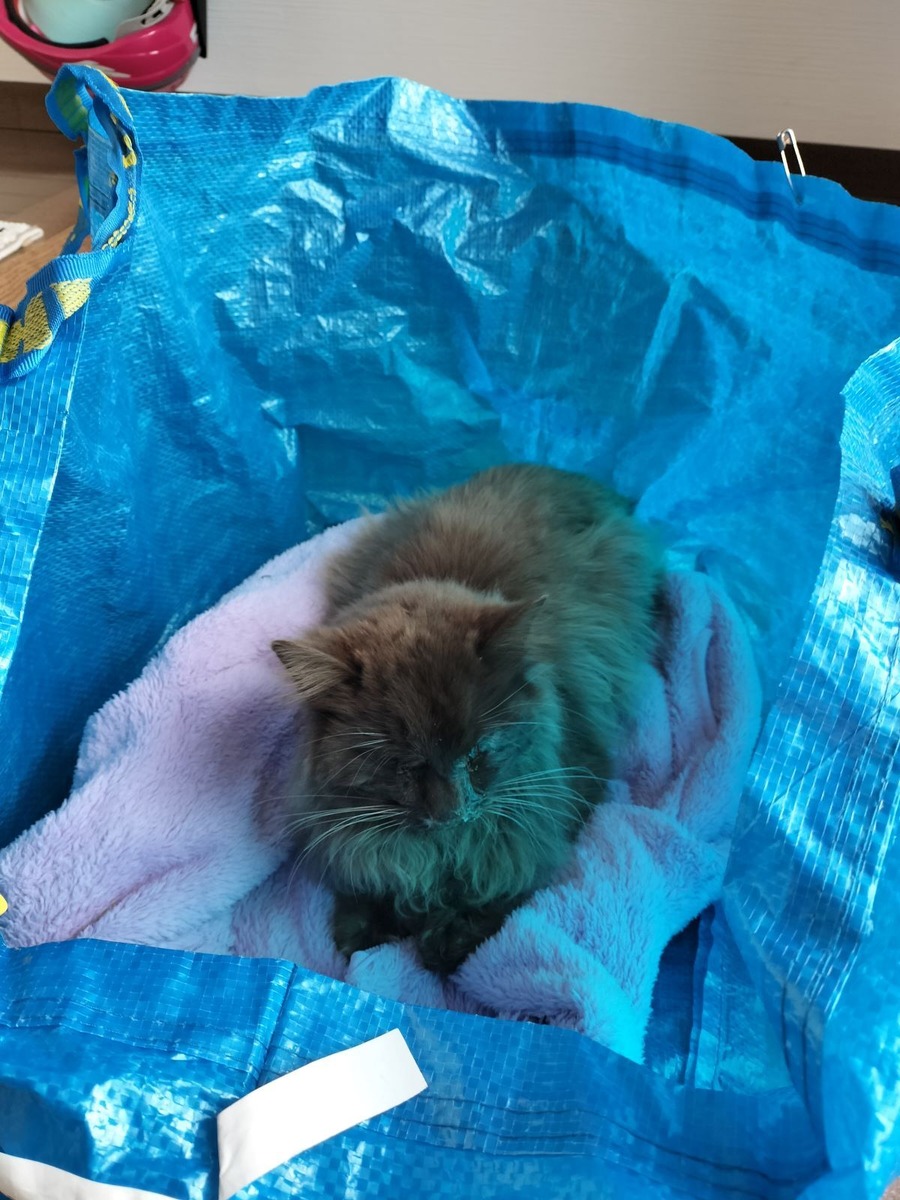 負傷した野良猫を保護して動物病院へ1か月入院させたら治療費はいくらかかる？