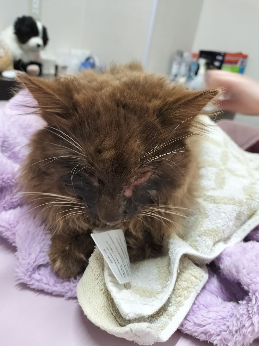 負傷した野良猫を保護して動物病院へ1か月入院させたら治療費はいくらかかる？
