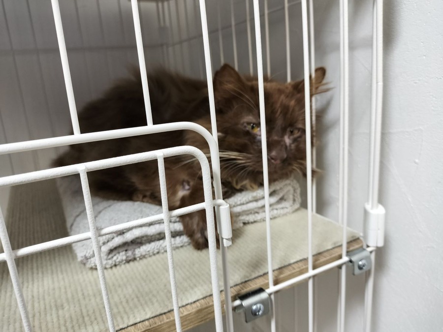 負傷した野良猫を保護して動物病院へ1か月入院させたら治療費はいくらかかる？