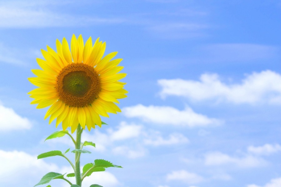 2024年お中元をお得に贈ろう！　早割やキャンペーン特集