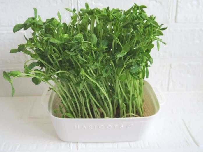 ダイソーで「プチプラ園芸・ガーデニング」をはじめてみよう！