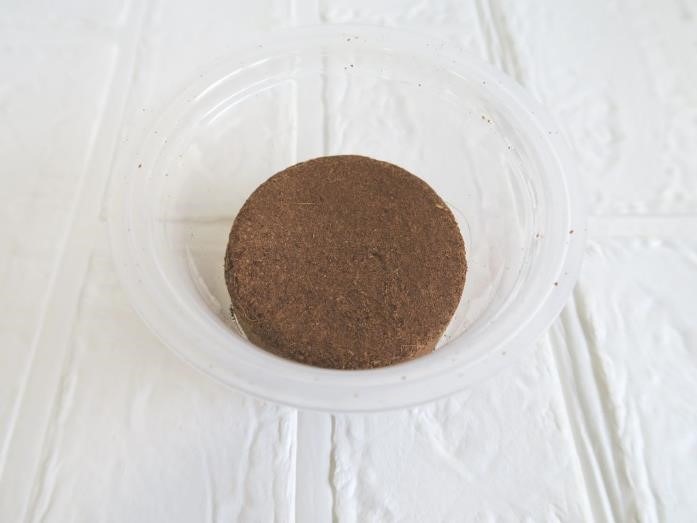 ダイソーで「プチプラ園芸・ガーデニング」をはじめてみよう！