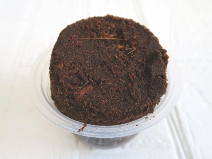 ダイソーで「プチプラ園芸・ガーデニング」をはじめてみよう！