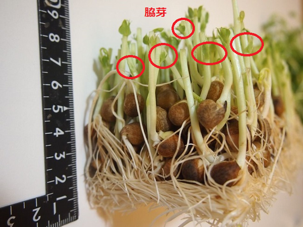 自宅でできる再生栽培。「豆苗」を2回収穫するコツあります。