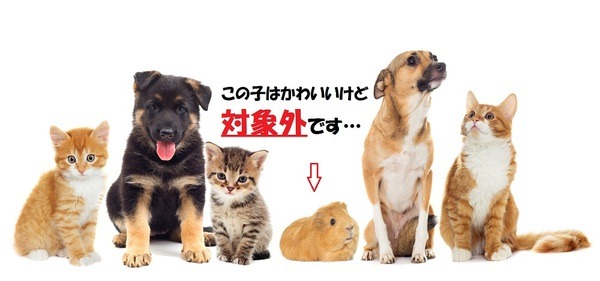 窓口負担を減らせる「ドコモのペット保険」　補償内容と注意点は？