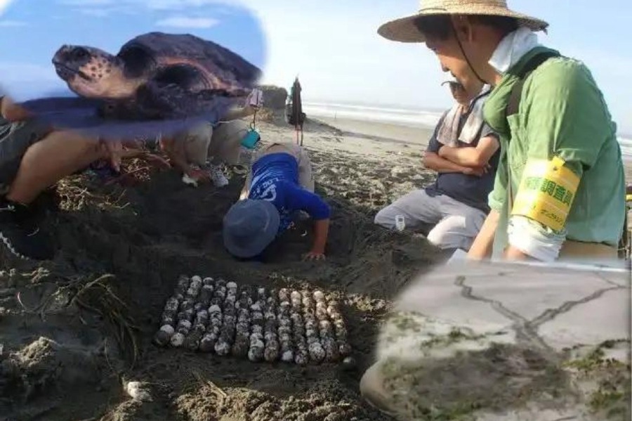 JR東海、夏の観光プラン20%オフキャンペーン開始　花火大会やウミガメの卵を観察するプランなど