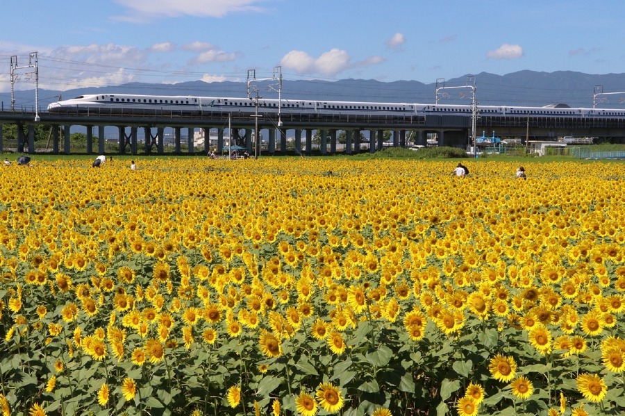 JR東海、夏の観光プラン20%オフキャンペーン開始　花火大会やウミガメの卵を観察するプランなど