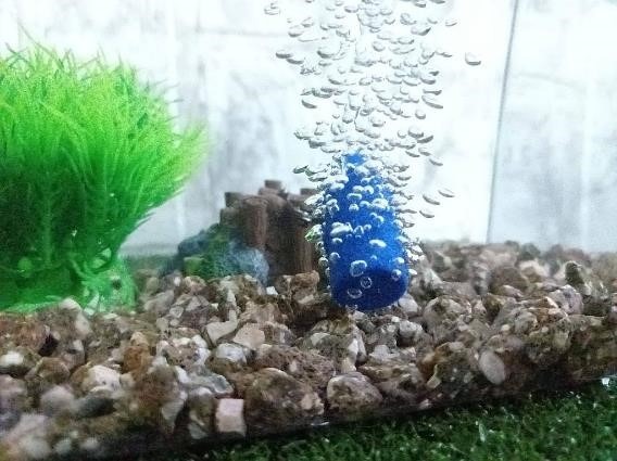 100均の「金魚飼育セット」　お祭りでとった金魚も少ない費用で住みやすく