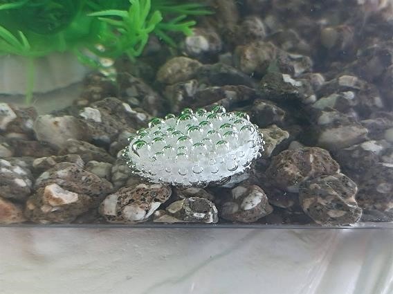 100均の「金魚飼育セット」　お祭りでとった金魚も少ない費用で住みやすく