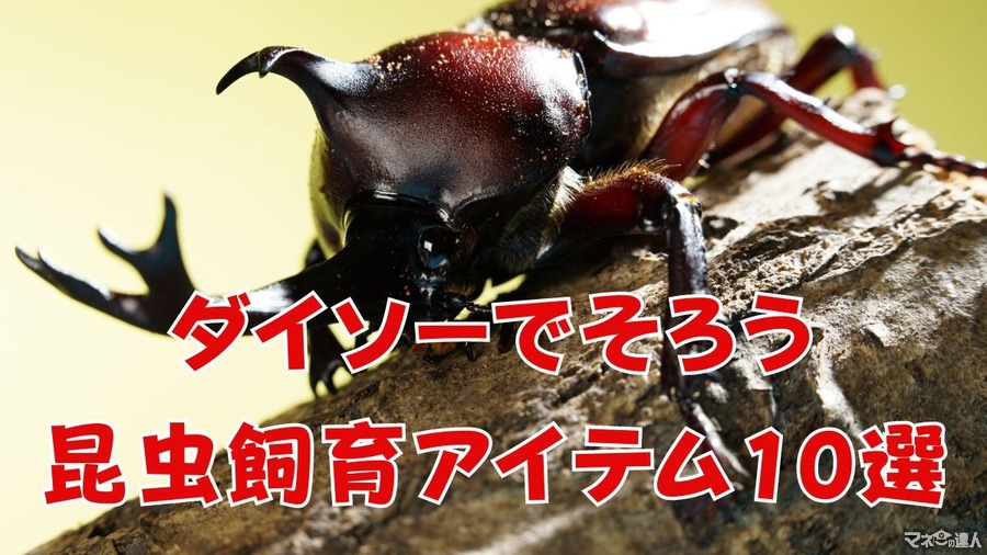 捕まえちゃいましたか…最低限の昆虫飼育セットならダイソーで440円！虫取りあみから昆虫ゼリー、臭い取りまで…おすすめ10選