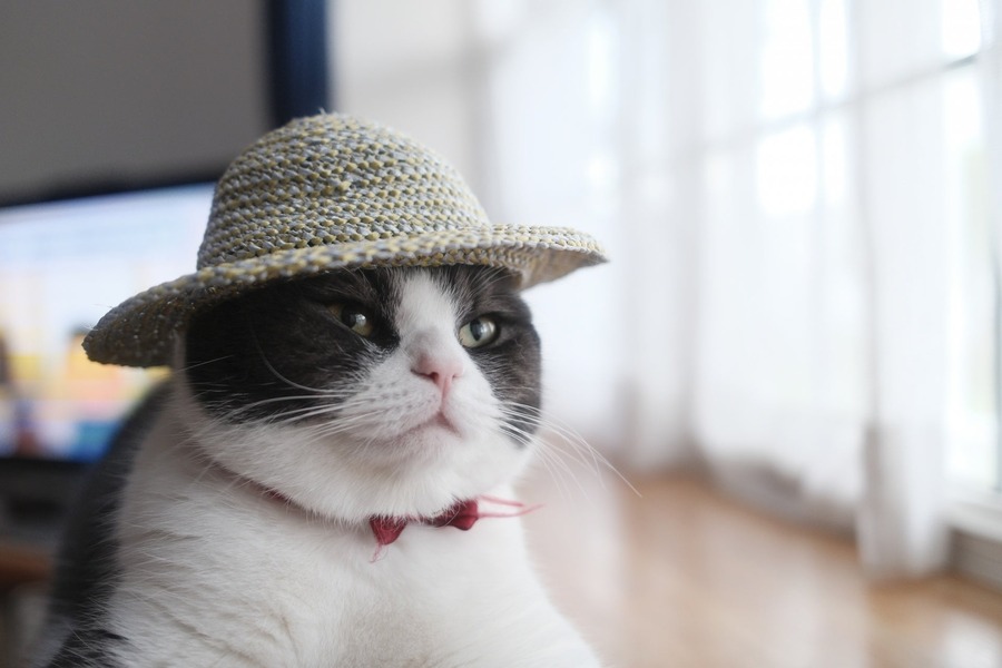 飼ってたら投稿！！「うちの子夏の思い出コンテスト」動物専門SNS『Tier』