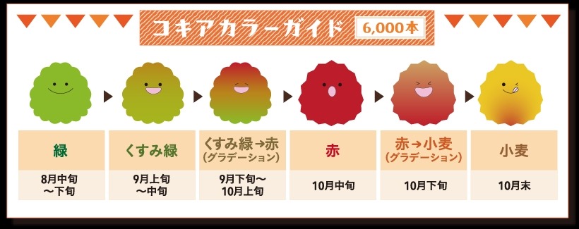 6000本のコキア！ 香川県まんのう公園で「秋！色どりフェスタ2024」開催(9/14-10/27)